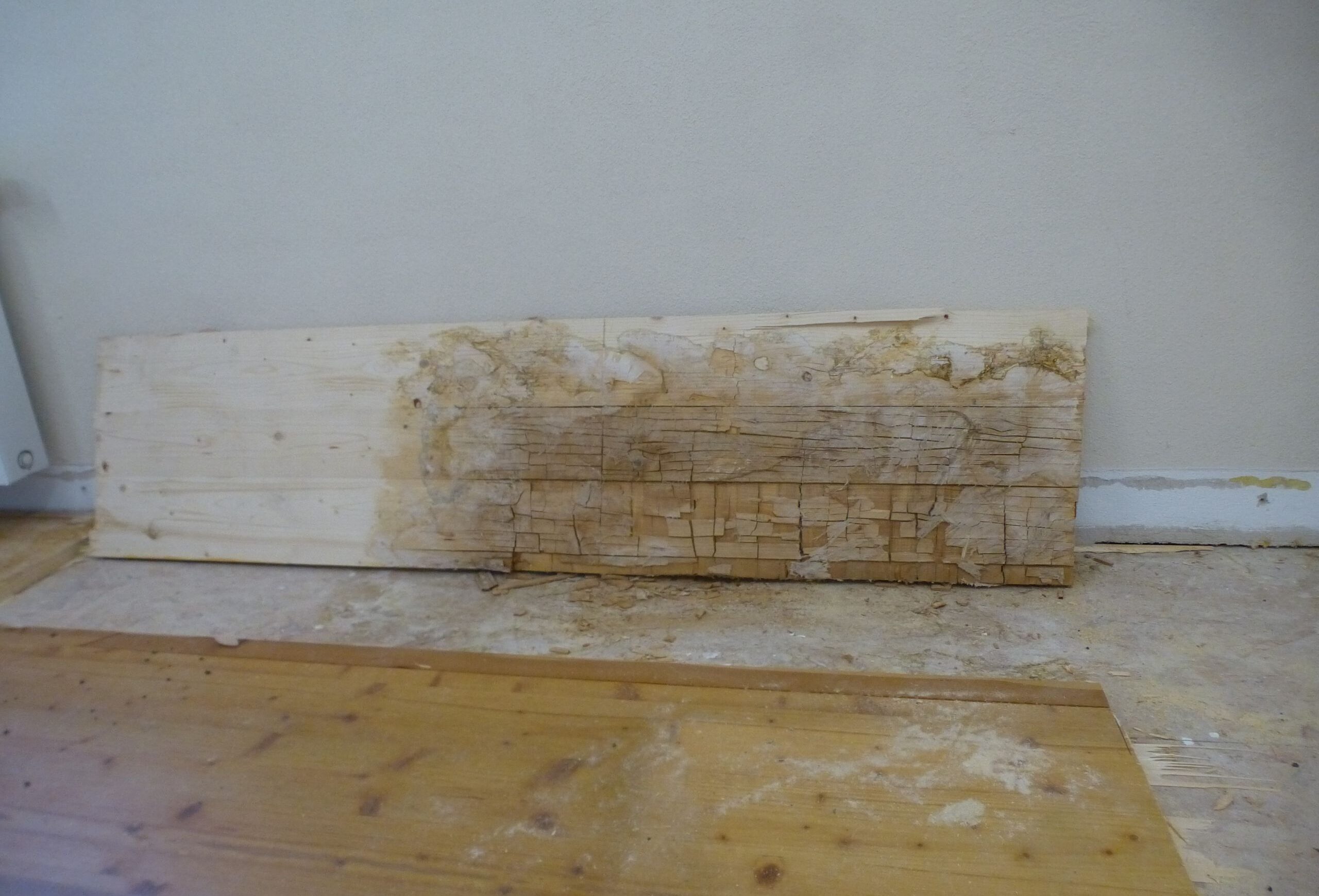 Holzstück mit Schimmel ligend auf einem Holzboden, angelehnt an eine weiße wand